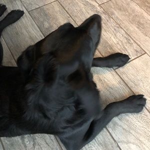 Meet your Posher, Abigail